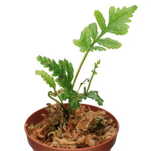 ieEj{reBXspDSiberuti1|bgj@kCEBq֗vۉ