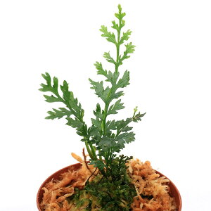 ieEj{reBX@weN^@JXs_[^i1|bgj@kCEBq֗vۉ