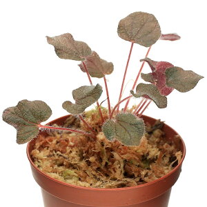 ieEj\l@hiTVXi1|bgjm{^@kCEBq֗vۉ