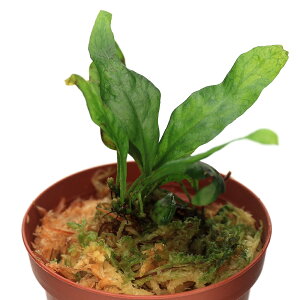 ieEj~N\EspDLaosi1|bgj@kCEBq֗vۉ