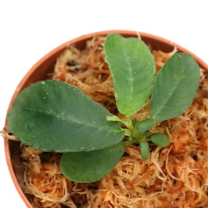 ieEjGgXe}spDTasik@Kenyiri1|bgj@kCEBq֗vۉ