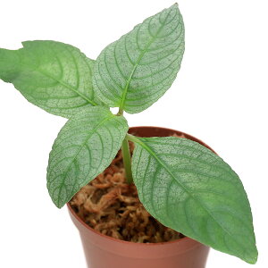 ieEjItBIUspDKab@Sanggau@Kai@Barati1|bgj@kCEBq֗vۉ