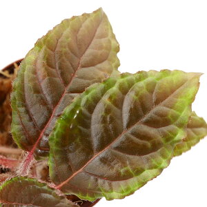 ieEjm[eBJNX@Oht@[i1|bgj@kCEBq֗vۉ