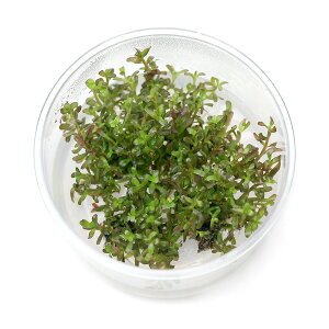 ijgD|{@^@gfBtHA@R^i_ji1Jbvj@kCEBq֗vۉ