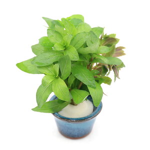 ij@񂹐A~bNXitji_ji1j