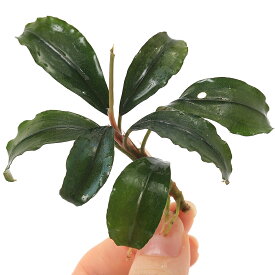 （水草）ブセファランドラsp．Red　Blade（水上葉）（1株）