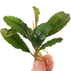 ijuZt@hspDVCjOO[@Kota@Baru@Timuritji1j@kCEBq֗vۉ