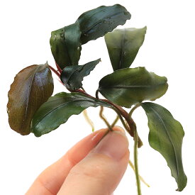 （水草）ブセファランドラsp．Silver　Night　タイプ2（水上葉）（1株）