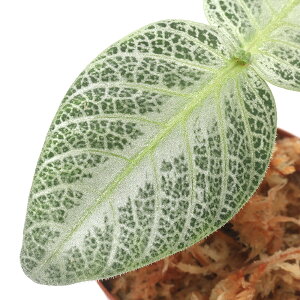 ieEjASXe}@rtHE@Bukit@Larut@~^Cvi1|bgj@kCEBq֗vۉ