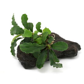 （水草）ブセファランドラsp．グリーンウェービー　流木付　ミニサイズ（水上葉）（1本）（約8cm以下）