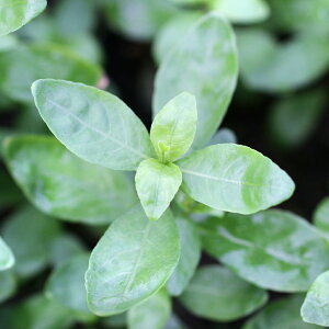 ijXgMlspDp[vitji_ji10{j