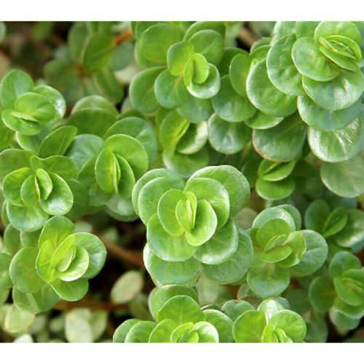 楽天市場 水草 ロタラ ロトンディフォリア ピンク 水上葉 無農薬 １０本 Charm 楽天市場店