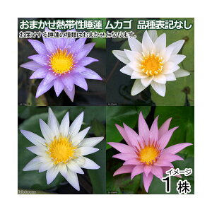 irIg[vj@@@܂Mѐ@iXCjJS@i\LȂi1jixԁj