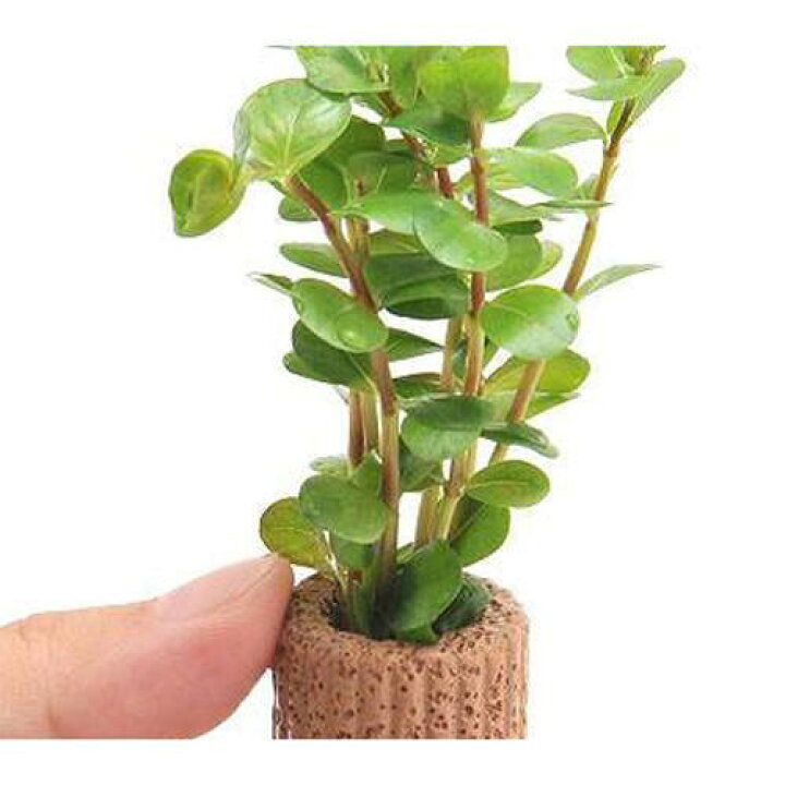 楽天市場 水草 ライフマルチ 茶 ロタラｓｐ セイロン 水上葉 無農薬 ２個 Charm 楽天市場店