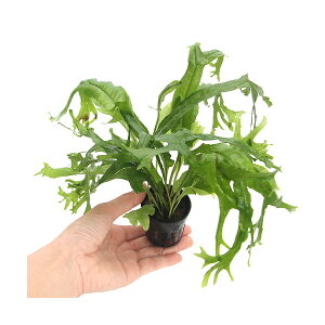 ij~N\EspDMKeBAi1|bgj