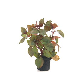 楽天市場 レッド 赤 水草 水槽 アクアリウム内装 熱帯魚 アクアリウム ペット ペットグッズの通販