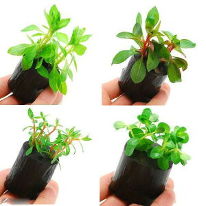 ij܂ZbgitjO|bgti_ji3j