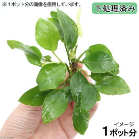 （水草）★処理済み★　アヌビアス　ナナ　ゴールデン（水上葉）（1ポット分）