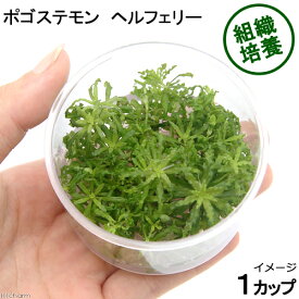 （水草）組織培養　ポゴステモン　ヘルフェリー（無農薬）（1カップ）