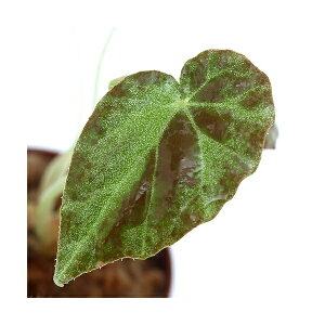 ieEjxSjA@uLi1|bgjxSjA@kCEBq֗vۉ