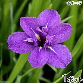 （ビオトープ）水辺植物　カキツバタ　上原（ウエハラ）紫花（1ポット）（休眠株）【HLS_DU】