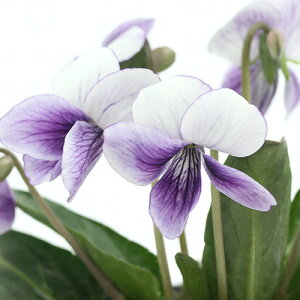 iR쑐jX~i俁jjVNAcoX~iFt俁j2D5`3i1|bgjixԁj