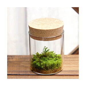 iϗtAjTerrarium@XiSP@RN{g@~j@t@RPeE@ۃe@RPe@ہ@CeA
