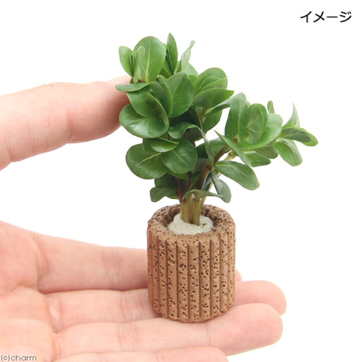 楽天市場 水草 ライフマルチ 茶 ロタラ ロトンディフォリア ピンク 水上葉 無農薬 3個 Charm 楽天市場店 楽天市場 水草 ライフマルチ 茶 ロタラ ロトンディフォリア ピンク 水上葉 無農薬 3個 Charm 楽天市場店