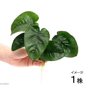 （水草）アヌビアス　バルテリー　バタフライ（約18cm～25cm）（1株）