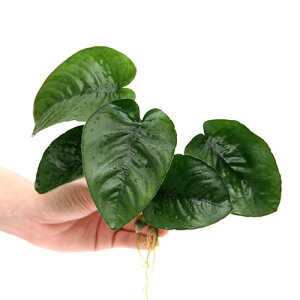 ijAkrAX@oe[@o^tCi18cm`25cmji3j