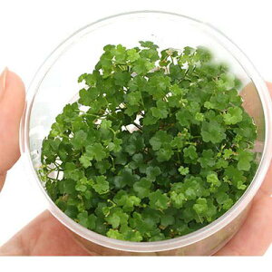 ijgD|{@I[XgA@m`hi_ji1Jbvj@kCEBq֗vۉ