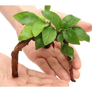 （水草）アヌビアス　ナナ　ゴールデン　ブランチアーチ流木付（約15cm〜）（水上葉）（1本）