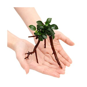 （水草）アヌビアス　ナナプチ　ブランチアーチ流木付（約15cm〜）（水上葉）（1本）
