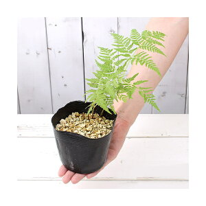 iR쑐jV_irjrinj3`3D5i1|bgjƒ؉@R؁@hixԁj