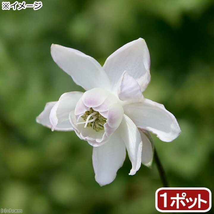 楽天市場 山野草 レンゲショウマ 蓮華升麻 3号 1ポット 休眠株 Charm 楽天市場店 楽天市場 山野草 レンゲショウマ 蓮華升麻 3号 1ポット 休眠株 Charm 楽天市場店