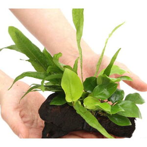 ijAkrAXii@S[f~N\E@vevXt@؁@SSTCYi1{ji10cmj