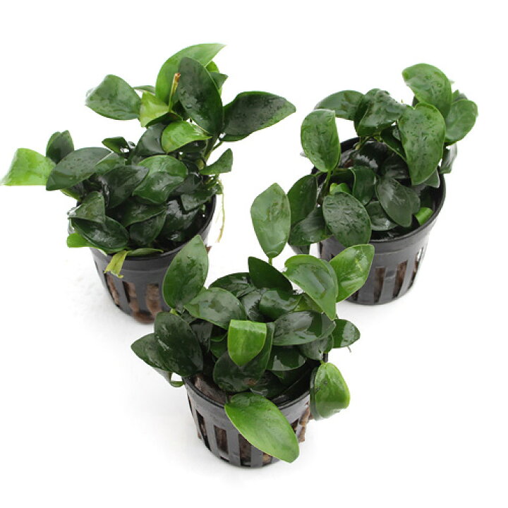 水草 組織培養 ナナ アヌビアス