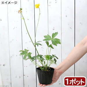 牡丹 苗の人気商品 通販 価格比較 価格 Com