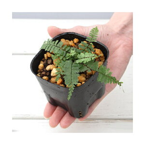 iR쑐jV_irjkgmIihՂ̔j3i1|bgjΐN