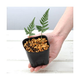 楽天市場 シノブ 種類の通販 楽天市場 シノブ 種類の通販