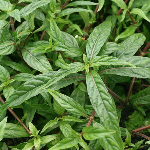 楽天市場 水草 アマゾンハイグロ マナウス産 水上葉 無農薬 １０本 Charm 楽天市場店