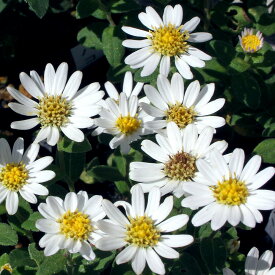 （山野草）キク（菊）ハコネギク（箱根菊）　3号（1ポット）（休眠状態）