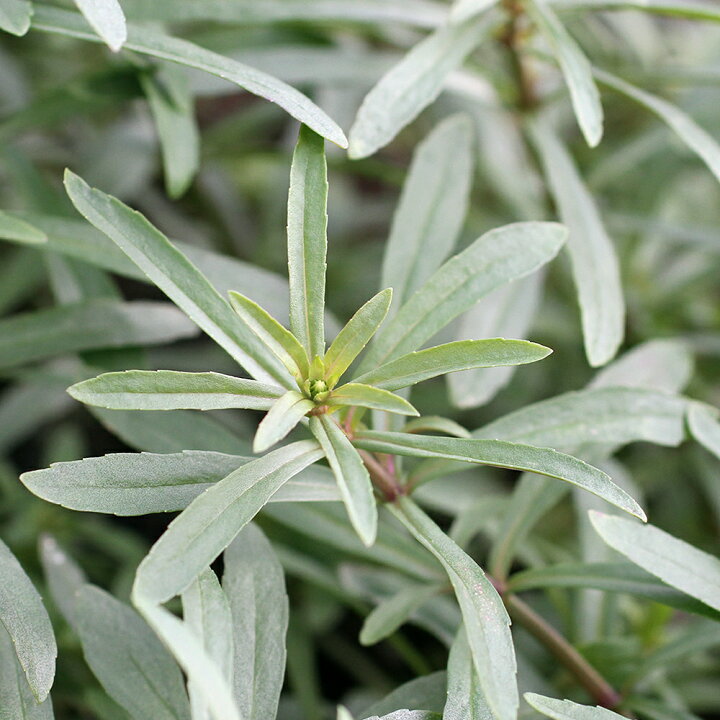 激安 激安特価 送料無料 水草 プロセルピナカ パルストリス キューバ 水中葉 無農薬 1本 Rmladv Com Br 激安 激安特価 送料無料 水草 プロセルピナカ パルストリス キューバ 水中葉 無農薬 1本 Rmladv Com Br