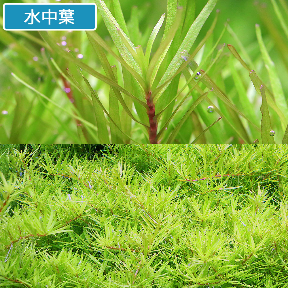 （水草）グリーンロタラ（１０）＋ロタラ　ロトンディフォリア　ベトナム　Ｈ’ｒａ（１０）（水中葉）