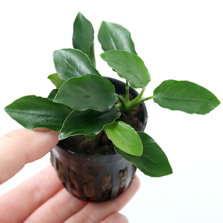 楽天市場 水草 アヌビアスナナ ロング ウェーブリーフ ｓサイズ １ポット分 Charm 楽天市場店