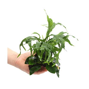 ijAkrAXii~N\EspDMKeBAt@؁@SSTCYi1{ji10cmj