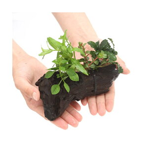 (水草)流木 ザ ボンサイ Ver.ブセファランドラ Sサイズ(水上葉)(1本)(約15cm) 北海道・九州航空便要保温