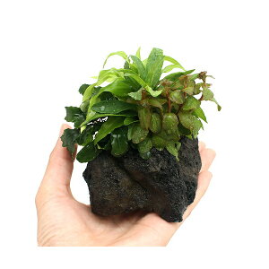 ijPlants@Arrangement@U@{TC@VerDuZt@hitji1j@kCEBq֗vۉ