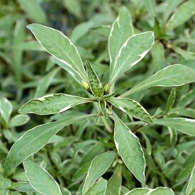 （水草）ルドウィジア　インクリナータ　キューバ　バリエガータ（水上葉）（無農薬）（5本）