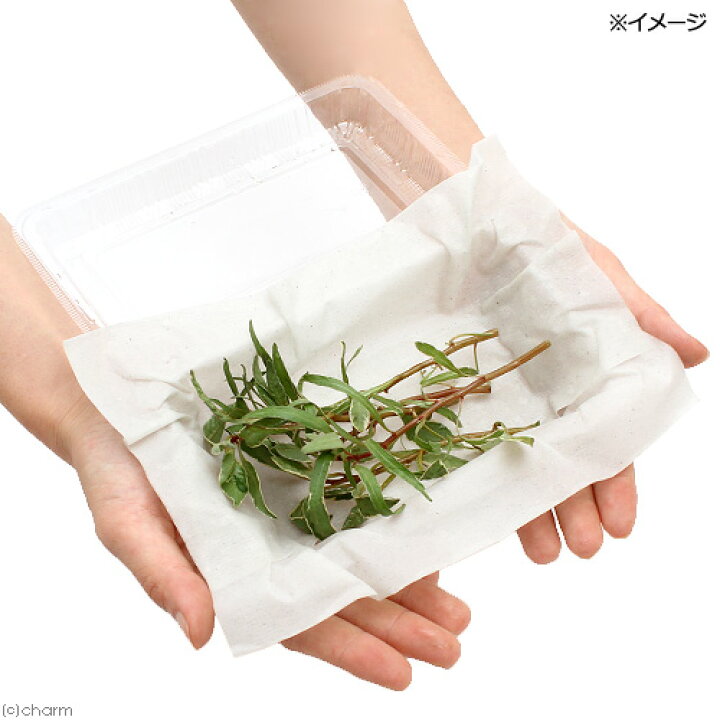 楽天市場 水草 ルドウィジア インクリナータ キューバ バリエガータ 水上葉 無農薬 ５本 Charm 楽天市場店